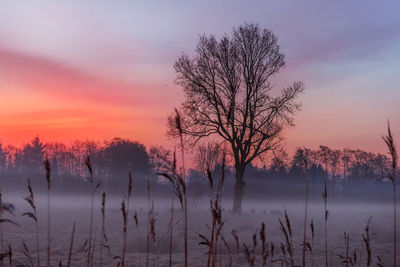 Silhouette bare trees against sky during sunset