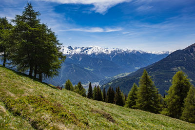 Scenic view of pine trees against sky