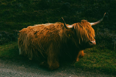 Herd of red brown scottish highlanders in a natural autumn landscape.