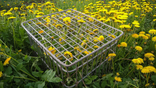 High angle view of yellow flowering plants on field