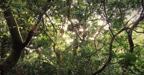 Low angle view of trees in forest