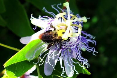 Close-up of bee on purple flower