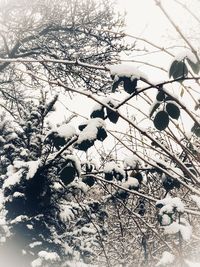 Low angle view of frozen tree against sky