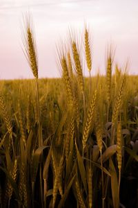 Close-up of wheat growing on field against sky