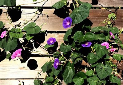 Close-up of purple flowers