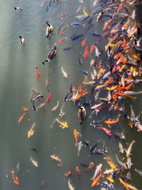 High angle view of koi carps swimming in pond