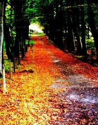 Road passing through forest