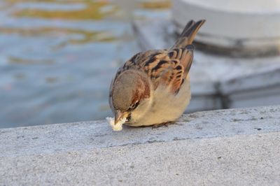 Close-up of sparrow feeding on retaining wall