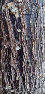 Full frame shot of tree trunk