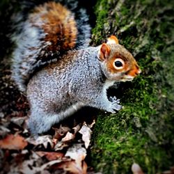 Close-up of squirrel