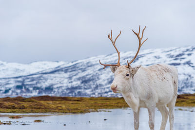 Horse standing on snow covered field against sky