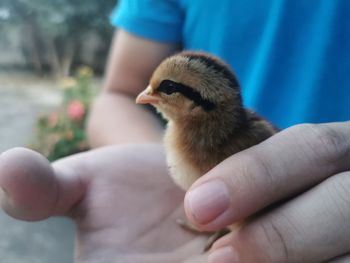 Close-up of baby hand holding bird