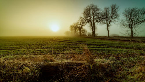 Scenic view of field against bright sun