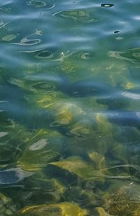 High angle view of fish swimming in water