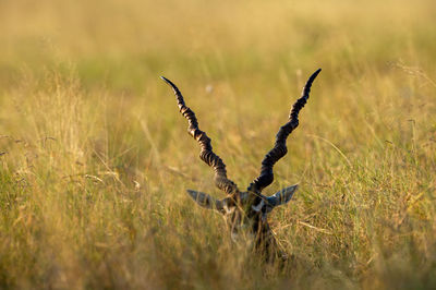 Close-up of plant on field