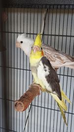 Close-up of parrot in cage