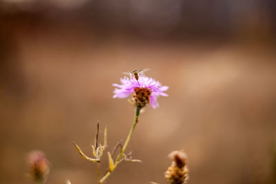 Close-up of purple flowering plant