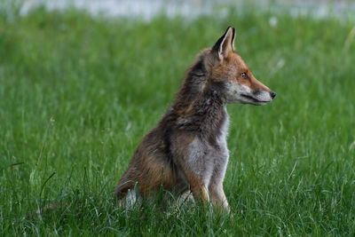 View of a dog looking away on field