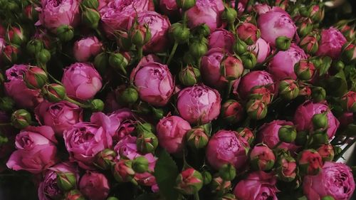 Full frame shot of pink peonies