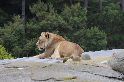 View of a sheep on rock