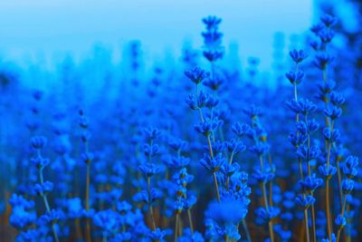 Blue flowers background