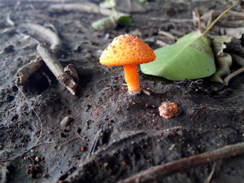 Close-up of mushrooms growing outdoors