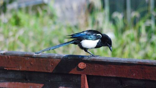 Close-up of bird perching on railing