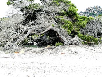Plants growing on rocks