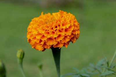 Close-up of orange marigold flower