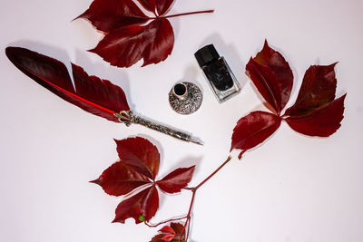 High angle view of maple leaves on white background