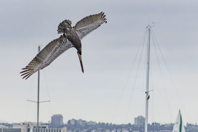 Low angle view of bird flying against sky