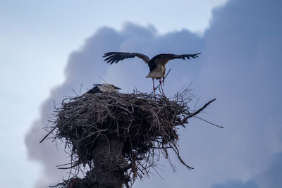 Low angle view of bird flying against sky