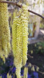 Close-up of yellow flowers against blurred background