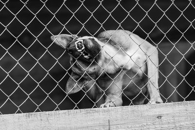 View of a horse on chainlink fence