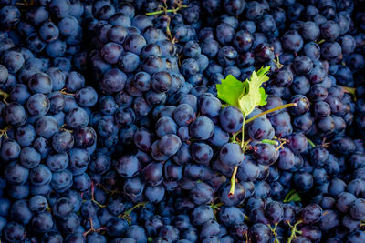 Bunches of fresh blue grapes