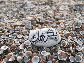 High angle view of shells on pebbles