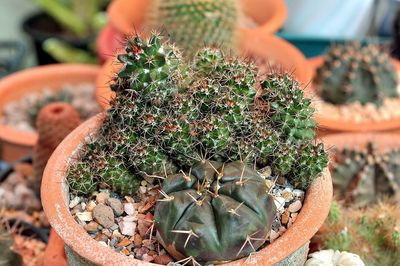 High angle view of succulent plant