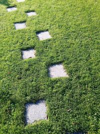 High angle view of grass on field