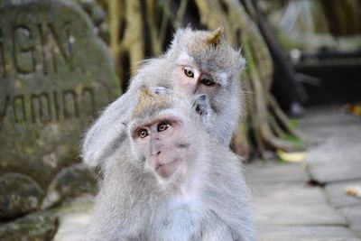 Portrait of monkeys in zoo