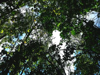 Low angle view of trees against sky