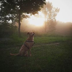 Dog standing in sunlight