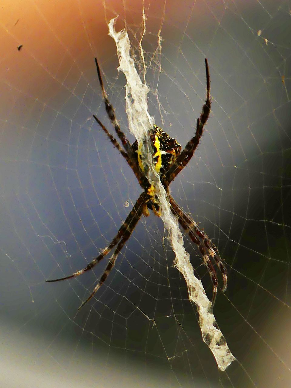 CLOSE-UP OF SPIDER AND WEB AGAINST BLURRED BACKGROUND