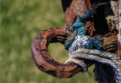 Close-up of rusty rope