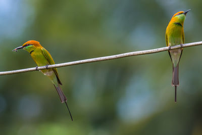 Bird perching on a branch