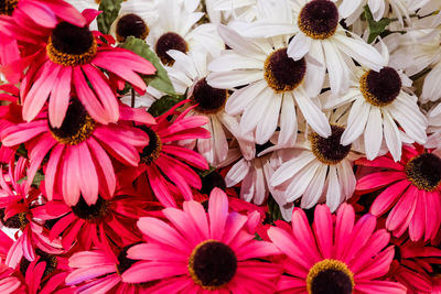 Close-up of pink flowers blooming outdoors