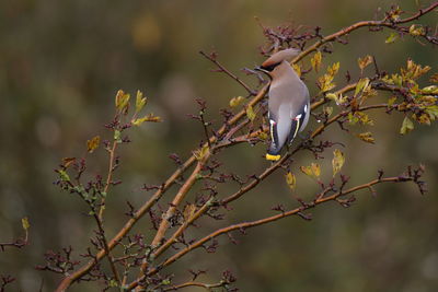 Low angle view of waxwing perching on tree