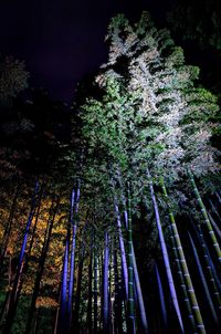 Low angle view of illuminated trees at night