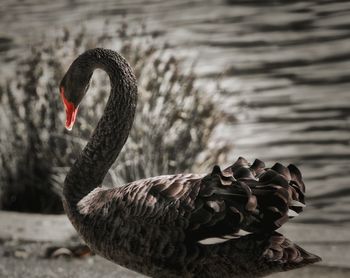 Black swan on lakeshore