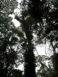 Low angle view of trees