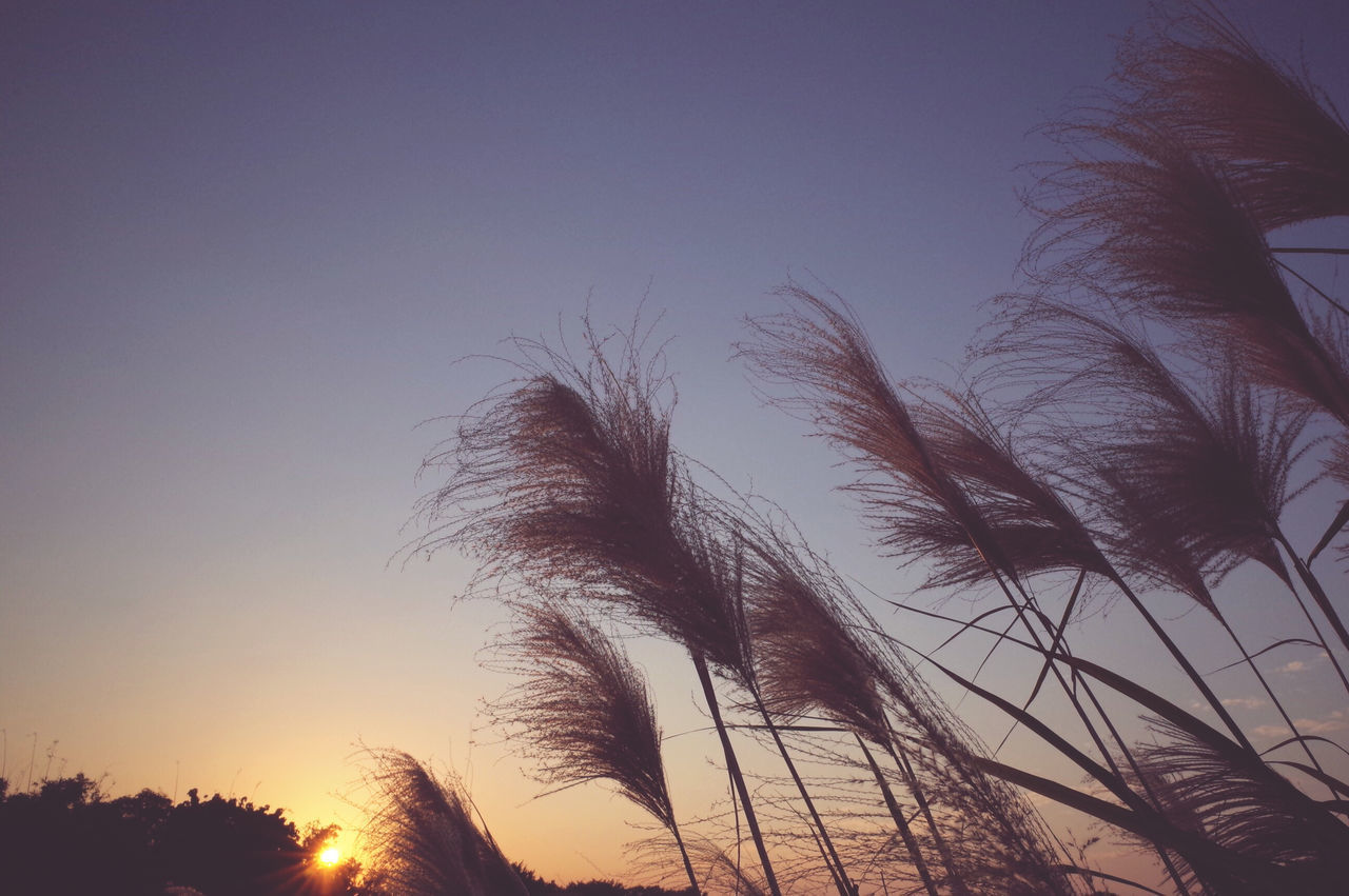 CLOSE-UP OF SILHOUETTE PLANTS AGAINST SUNSET SKY